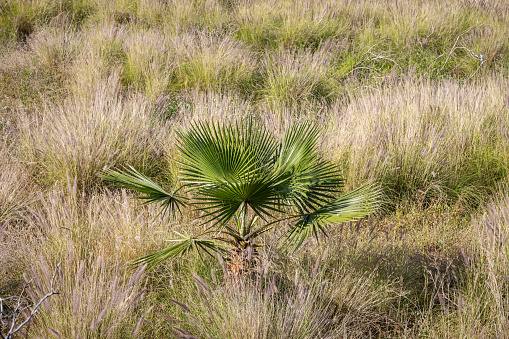 Small canary palm tree in high and dry grass on the Spanish island Tenerife