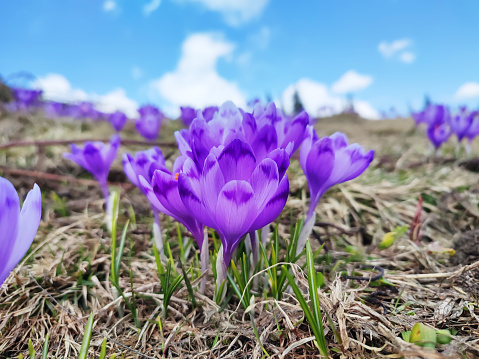 Early spring flowers purple crocus in spring