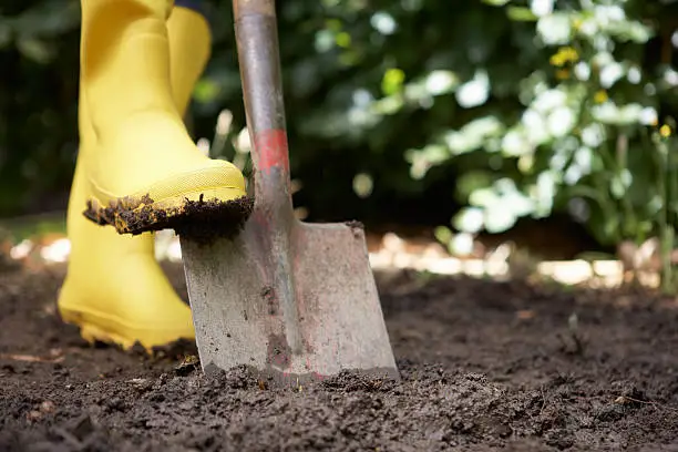 Treading through the garden in dirty yellow galoshes, a person is digging in muddy soil.  One of the wellies is parked on the worn shovel in the midst of the dig.  Plants in the background bear yellow blossoms that are hidden out of focus behind the gardener.