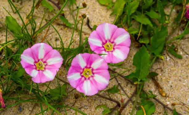 Seashore false bindweed flowers, also know as the the prince's flower, Tropical plant specie found mainly at shores