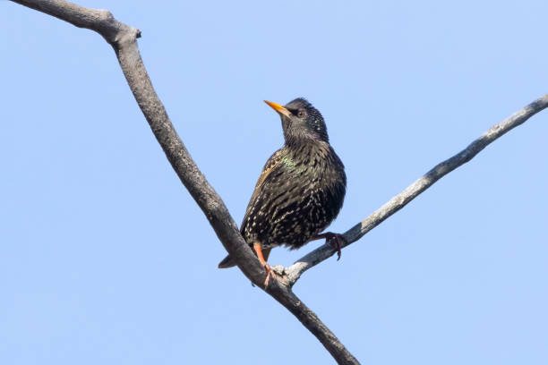 istock Colorful European starling bird perched on a tree on an early spring morning 1395150570