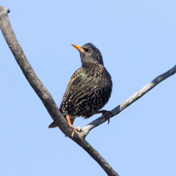 Colorful European starling bird perched on a tree on an early spring morning stock photo