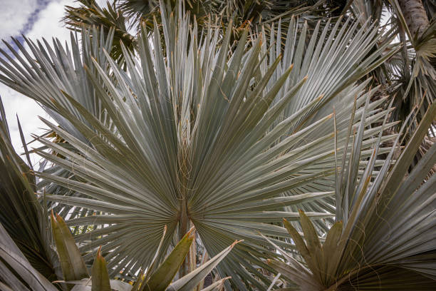 istock Leave of a palm tree 1395150692