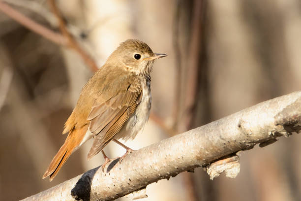 istock Small Hermit Thrush perched on a tree branch in the forest on an early spring morning 1395150694