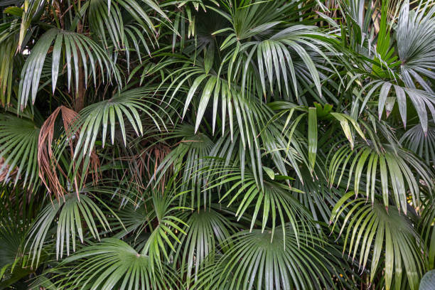 istock Leave of a palm tree 1395150755