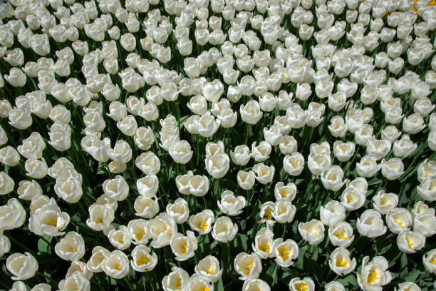 A large expanse filled with white tulips swaying gently in a light breeze, surrounded by lush green leaves, set against a backdrop of gray clouds on a cool day.