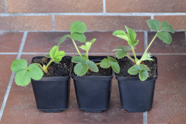 plants de fraises en pots pour la culture à la maison. - strawberry plant photos et images de collection