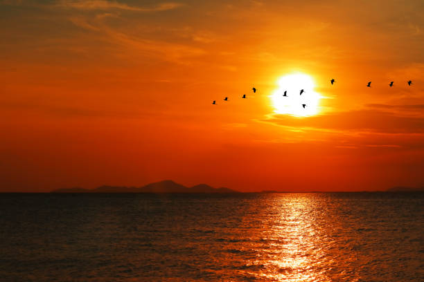 istock sunset back on silhouette dark red orange cloud on the sky and bird flying 1395151867