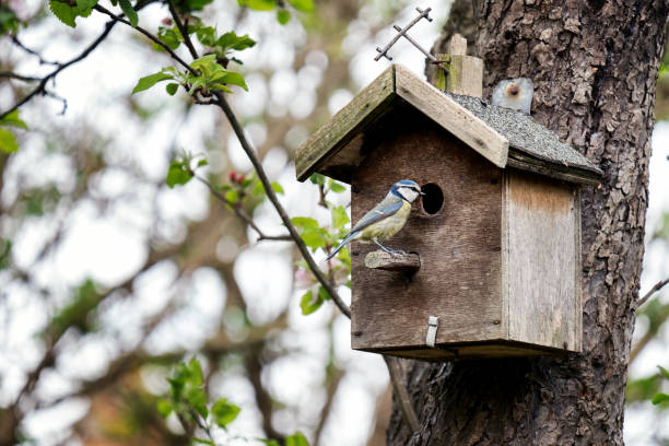 Blue tit parching outside its tree house on an apple tree in the garden
