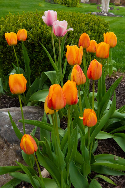 istock Beautiful Spring Tulips-Howard County, Indiana 1395152797