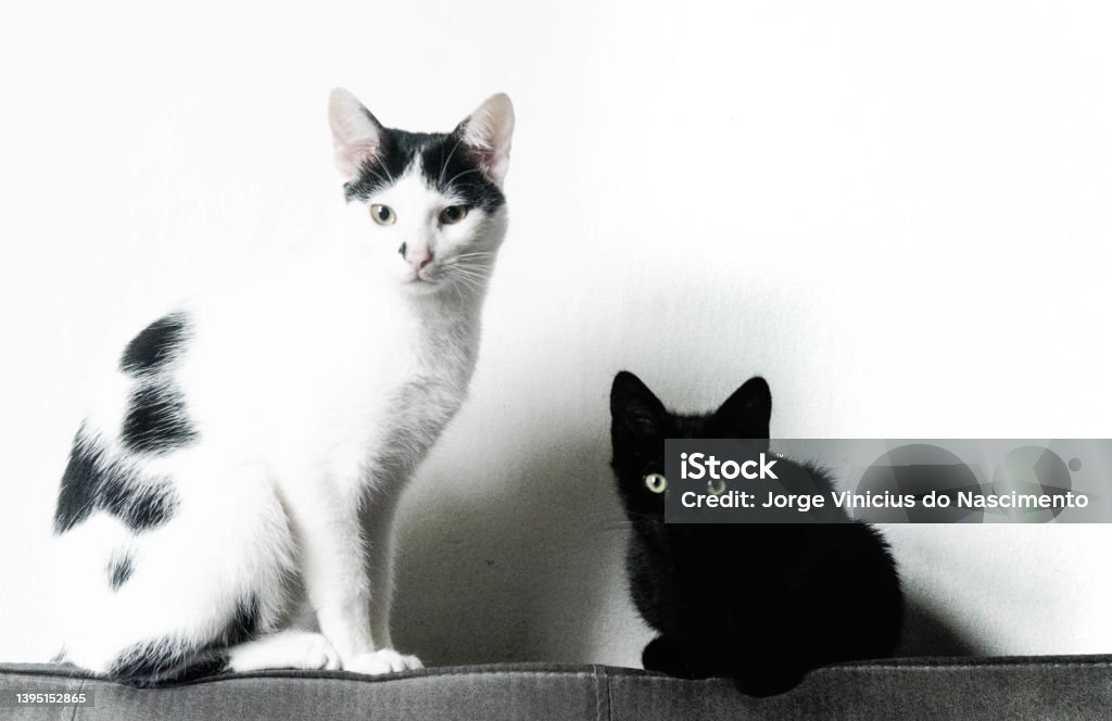 Cats white and black cats Animal Stock Photo