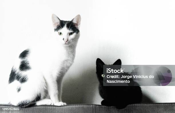 Cats Stock Photo - Download Image Now - Animal, Brazil, Color Image