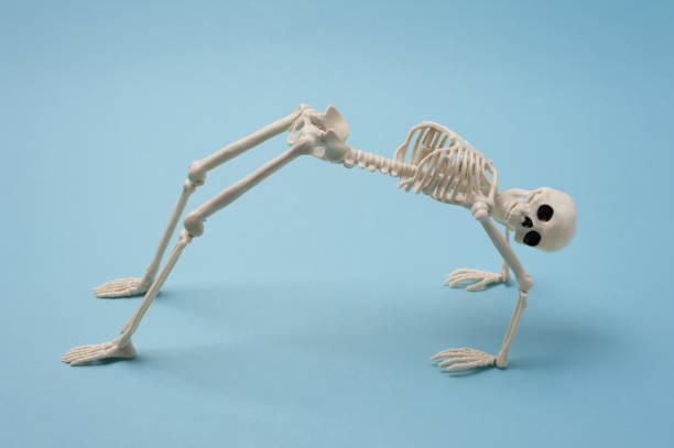 Skeleton Funny Stock Photos, Pictures & Royalty-Free Images - iStock Skeleton Funny Stock Photos, Pictures & Royalty-Free Images - iStock