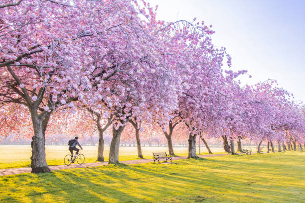 cherry trees - blossoming imagens e fotografias de stock