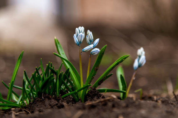 Close-up view of small closed Puschkinia scilloides flowers with green leaves growing from ground in spring. Selective focus. Springtime theme.