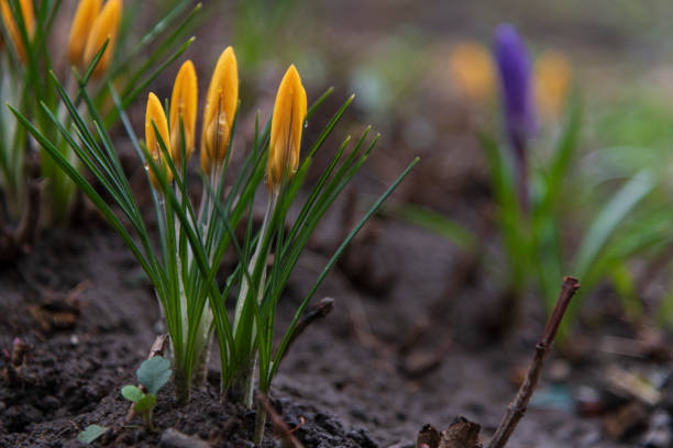 istock Closed crocus flowers with leaves 1395153322