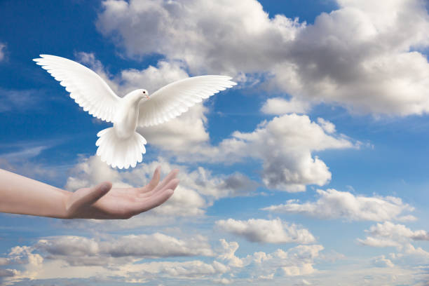 istock Hand holding white dove flying in the sky. 1395154733