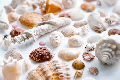 Seashells on a white background. Beach and tropical vacation themes. Still life of seashells.