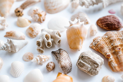 Seashells on the coast. Cockleshells. Background of shells. Summertime, vacation, travel, tourism concept - seashell lie on beach. Flat lay, top view, close-up