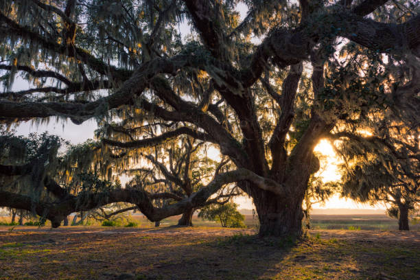 Sunset through living oak tree stock photo