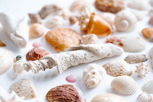 Seashells on a white background. Beach and tropical vacation themes. Still life of seashells.