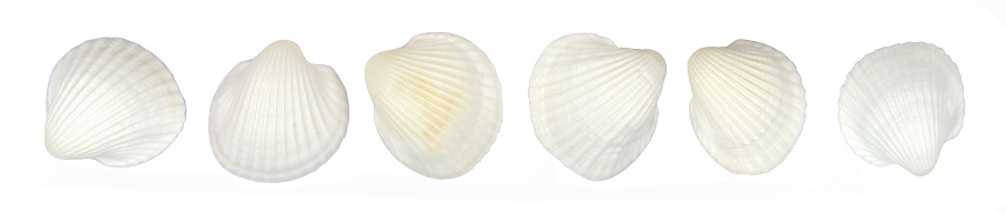 Top view, set of sea scallop shell, isolated on white background.
