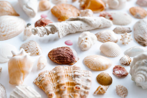 Circle of seashells Scallops forming a frame on white background. Seashells creating a vibrant and beach-themed arrangement perfect for summer and ocean-inspired decor