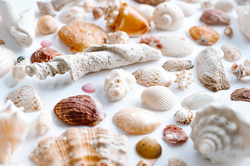 Seashells on a white background. Beach and tropical vacation themes. Still life of seashells.