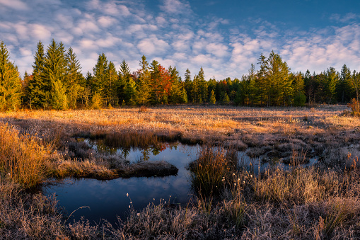 Morning time over one of the many peat bogs located in the Blackwater Falls State Park in West Virginia