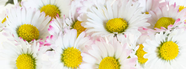 istock daisy flowers with visible details. background or texture 1395156340