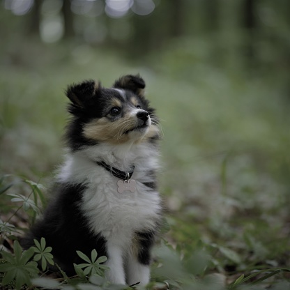 Tiny Shetland sheepdog puppy in the forest.
