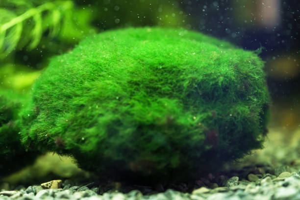 Marimo or Cladophora ball. Aegagropila linnaei.