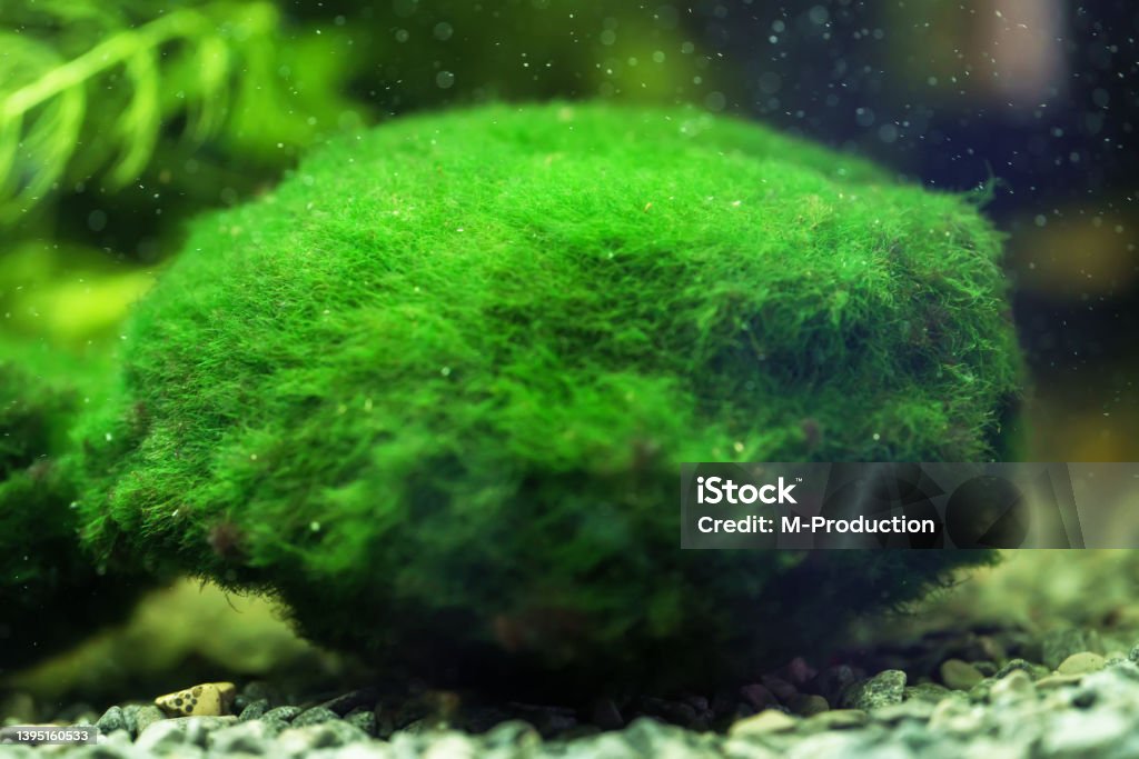 Marimo or Cladophora ball. Aegagropila linnaei. Algae Stock Photo
