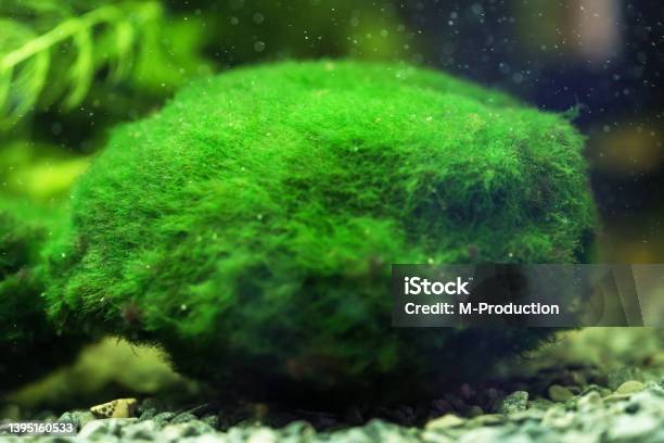 Marimo Or Cladophora Ball Aegagropila Linnaei Stock Photo - Download Image Now - Algae, Cladophora, Close-up