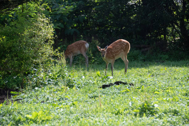 istock Wild deer in the forest in Hokkaido 1395160823