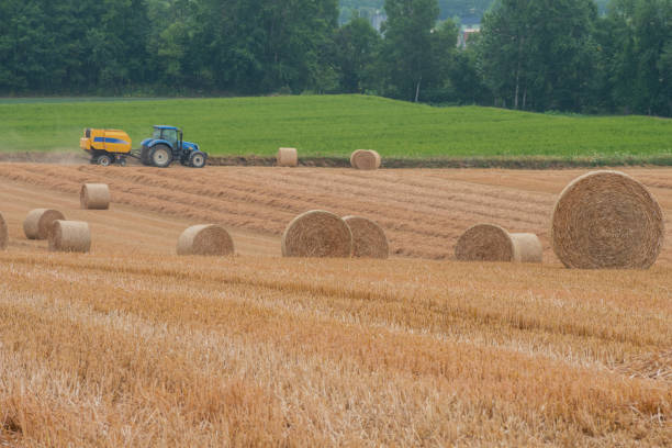 istock Wheat rolls in the wheat field after harvesting 1395161094