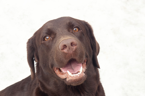 Dog Labrador Retriever looks at camera with open mouth on light background