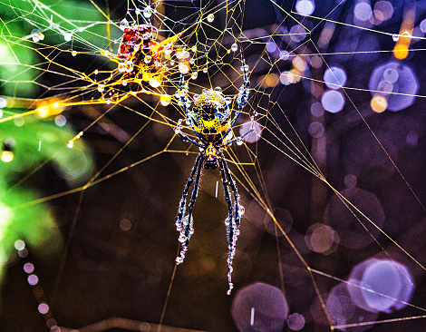 Water droplets from rain hang glittering on the web of a golden orb spider.