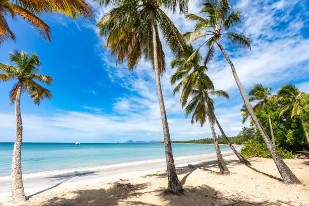 Salines beach, Sainte-Anne, Martinique, FWI