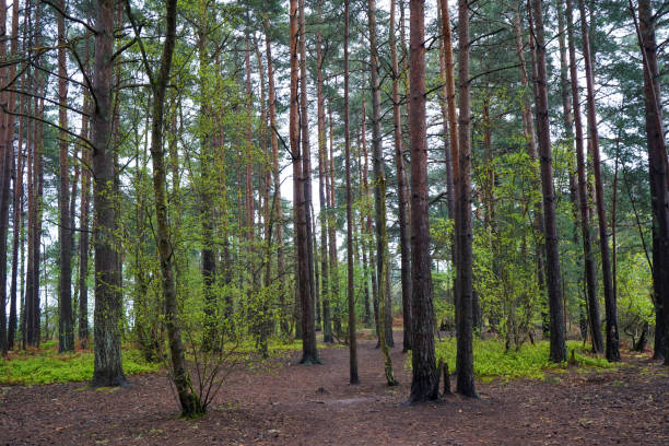 istock Looking in to tall pine trees in a forest in the summer 1395161981
