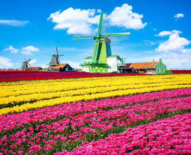 multi-colored tulip fields in front of a Dutch windmill under a nicely clouded sky.