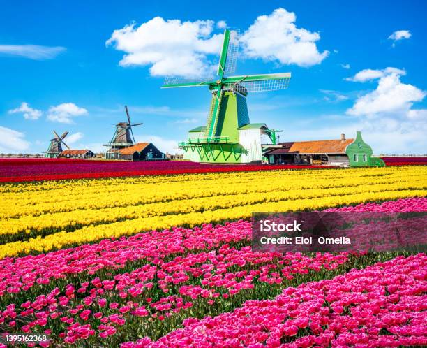 Landscape Of Netherlands Bouquet Of Tulips And Windmills In The Netherlands Stock Photo - Download Image Now