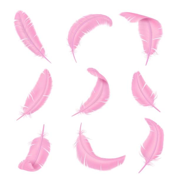 illustrazioni stock, clip art, cartoni animati e icone di tendenza di piume rosa. piume di uccelli realistiche a colori delicati. pennacchio liscio e soffice. elementi glamour boa senza peso. piumaggio delle ali di fenicottero. set di penne isolate vettoriali diversamente curve - zero gravity illustrations