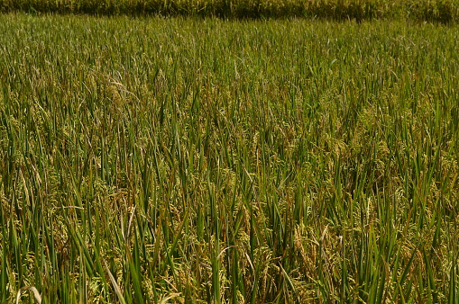 The yellowed rice tree is ready to be harvested