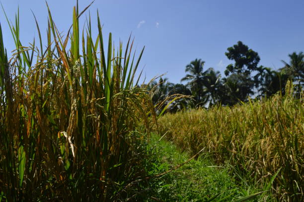 istock The yellowed rice tree is ready to be harvested 1395164089