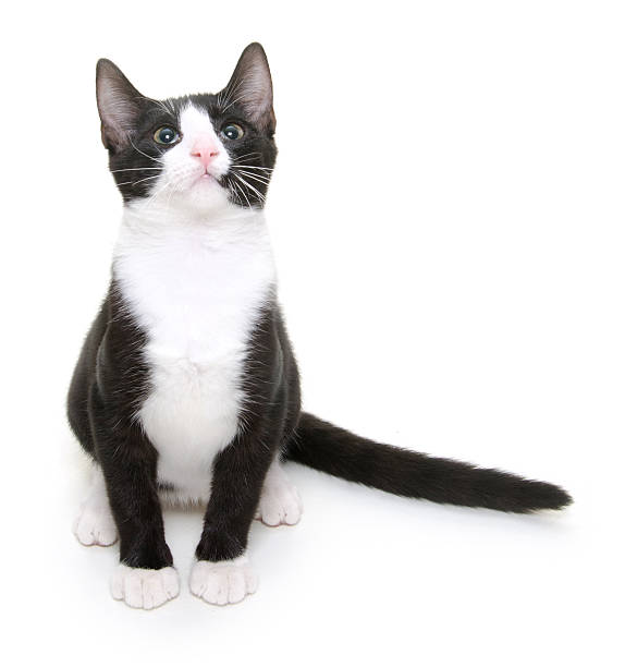 istock Cute adult cat 139516425