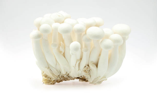 istock Close-up White beech mushroom, Shimeji mushroom, isolated on white background 1395164976