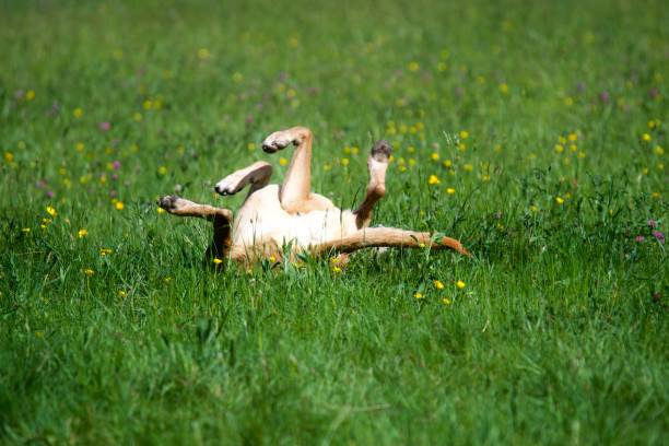 istock Rolling dog in a flowers field 1395164991