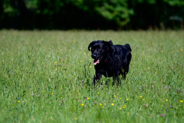 istock Funny black labrador dog in the wild 1395164996