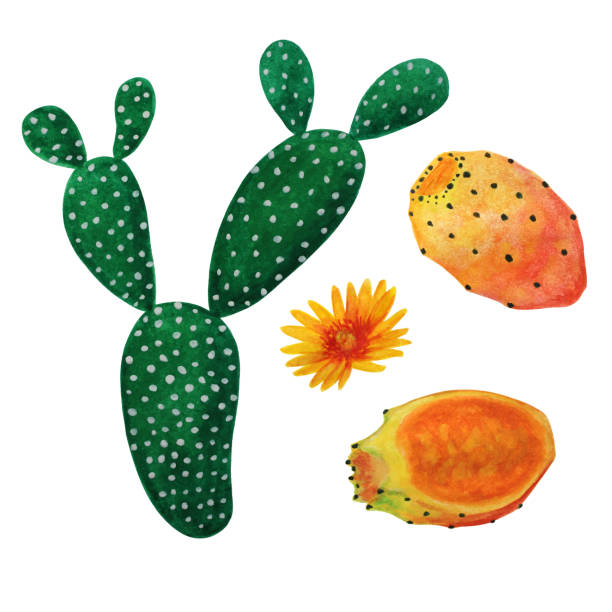 realistyczny ręcznie rysowany zestaw akwarelowego kaktusa i soczystego z ilustracją kwiatów i owoców kaktusa - prickly pear fruit cactus prickly pear cactus yellow stock illustrations